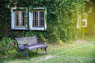 Janela branca em casa coberta com hera verde