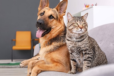 Adorable Cat and Dog resting together on sofa