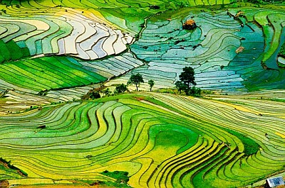 Terraced rice field in Laocai province, Vietnam