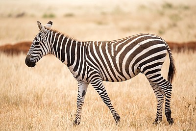 Zebra stojąca lub spacerująca po łące