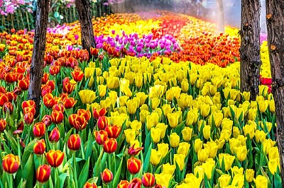 I tulipani fioriscono in primavera nel giardino