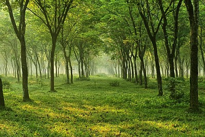 Nature, arbre, fleur et paysage