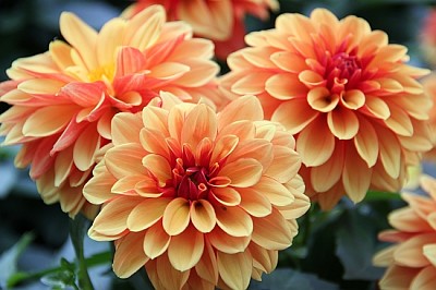 I fiori della dalia sono colorati e arancioni
