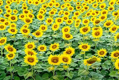 Beau champ de tournesols