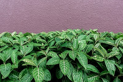 Feuilles vertes et mur