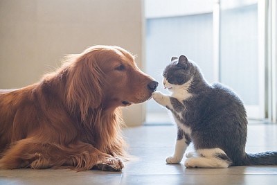 Guldhunden och kattungen kommer nära varandra