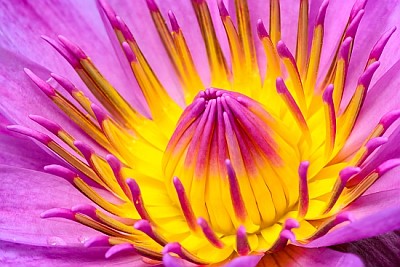 睡蓮、ピンクの花の色とりどりの花粉
