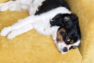 Söt hund vilar på gul soffa