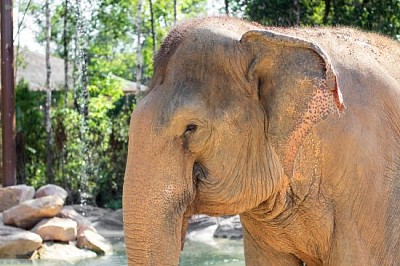 Elephant in Vinpearl Safari zoo