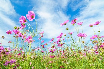 Flor del cosmos contra el cielo azul, Chiang Rai, Thaila