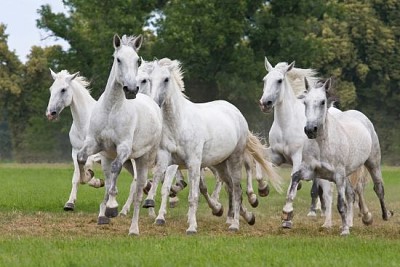 牧草地を走る群れの馬