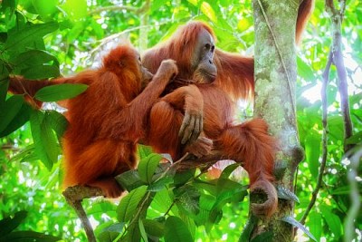 Female and cute baby monkey breast feeding