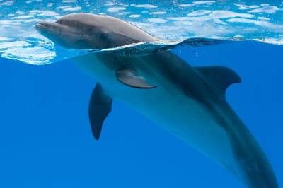 Delfín en delfinario bajo el agua azul