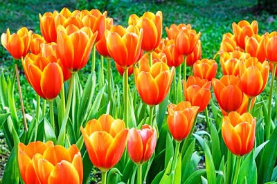 Orange Tulips jigsaw puzzle