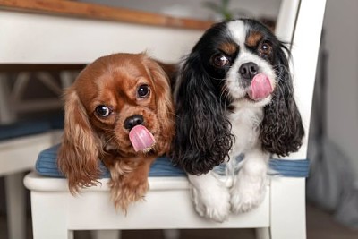 Due cani da leccare divertenti che si trovano sulla sedia bianca