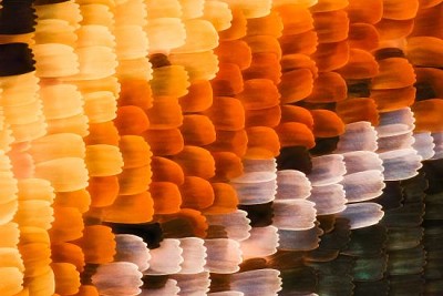 Butterfly wing under the microscope jigsaw puzzle