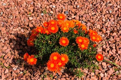 Flowering bright orange ice plant nature backgroun