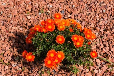 Blommande ljus orange isväxt natur bakgrund