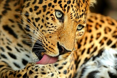 Retrato, de, leopardo