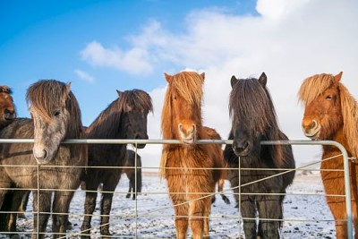 Caballos islandeses en la nieve.