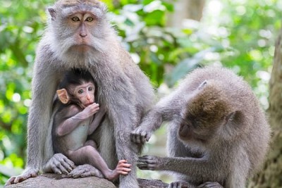 Groupe de macaques mangeurs de crabe