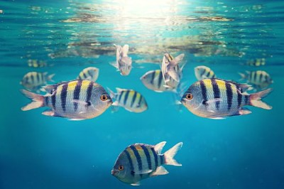 Coral fish in Red Sea, Egypt jigsaw puzzle