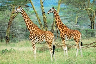 Masai race giraffes in Lake Nakuru national park jigsaw puzzle