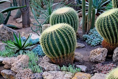 Grüner runder Wüstenkaktus im trockenen saftigen Garten