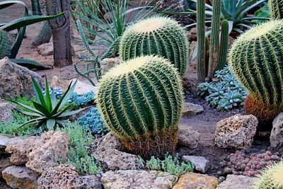 Green round desert cactus in dry succulent garden jigsaw puzzle