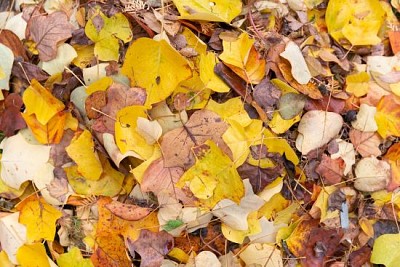 Colorful pile of autumn leaves