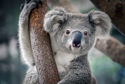 Un lindo koala