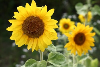 幸せなヒマワリの花がクローズアップ