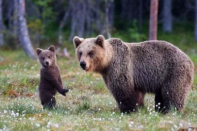 Cachorro de oso pardo de pie y su mamá