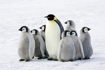 帝企鵝與孩子，南極