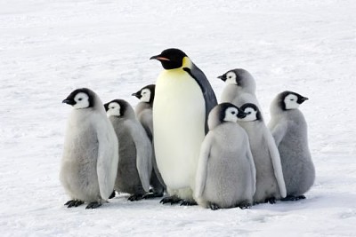 子供を持つ皇帝ペンギン、南極