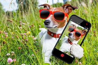 Perro en la hierba tomando un selfie con un aspecto tan genial