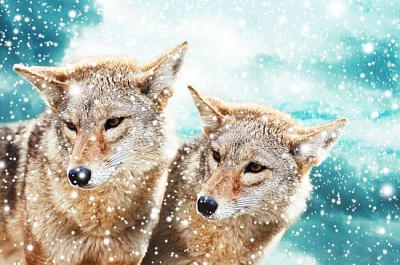 Coyote pair against the blue winter sky