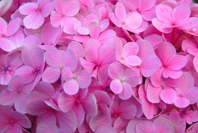 Textura de flores de hortênsia