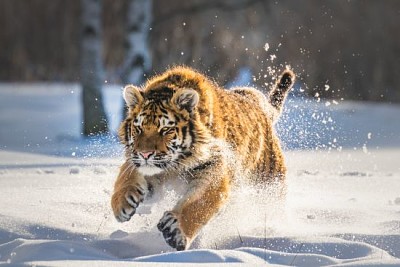 雪の中を走るシベリアトラ