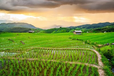 Terrace rice fields at Chaing Mai, Thailand