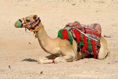 Domestiziertes Kamel in Katar