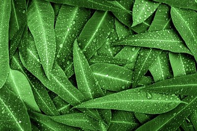 Folhas verdes do eucalipto com gotas de chuva
