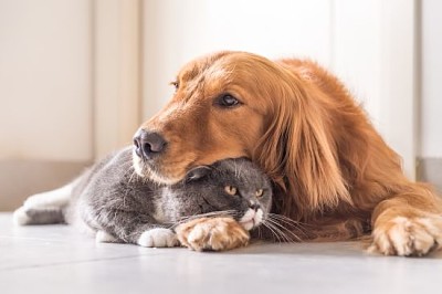 Britische Katze und Golden Retriever