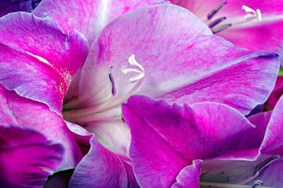 Gladiolus flowers closeup