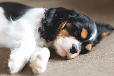 Cute puppy of cavalier spaniel sleeping on a sofa
