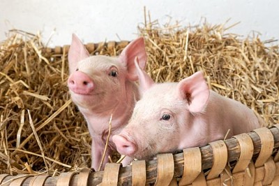 deux cochons dans le nid de paille