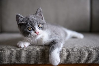 פאזל של חתול שיער קצר בריטי חמוד