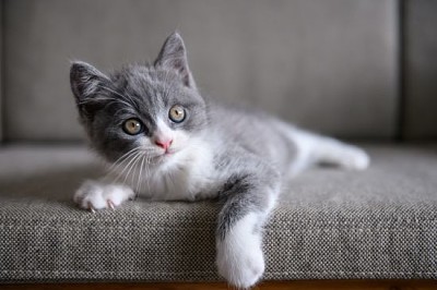 Gatto britannico sveglio dei capelli corti