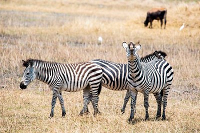 Flehmening Zebra Zeal jigsaw puzzle