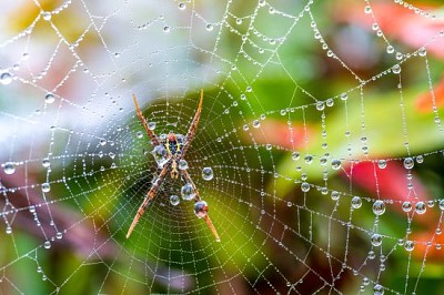 Teia de aranha com algumas gotas de água